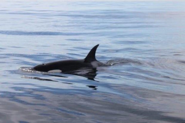 Orca whales spotted off the Malibu coast