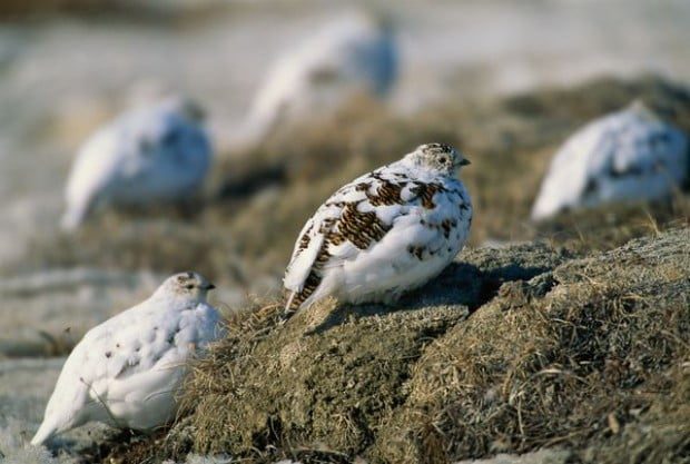 Blog: Feathered icons of the woods — Grouse & Ptarmigans