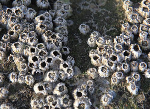 Malibu’s Best Shot: Low-tide barnacles