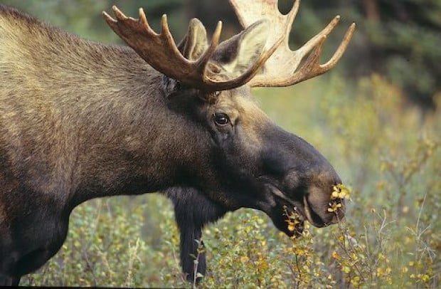 Moose: Size Matters