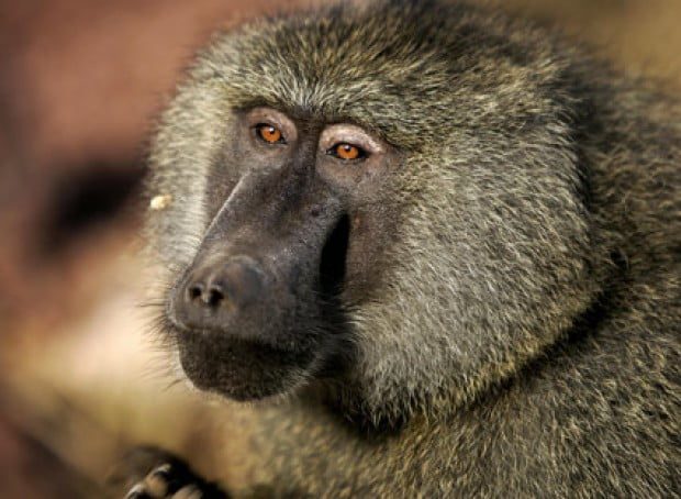 Baboons are teaching educators about reading