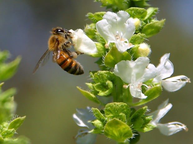 Gratitude for bees, honey and sleep