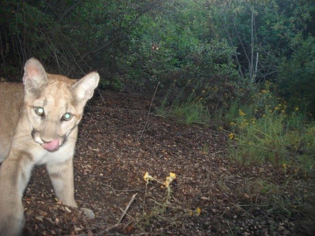 Traces of poison found in dead mountain lion