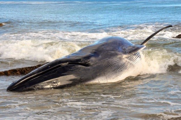 Dead whale found on Little Dume beach