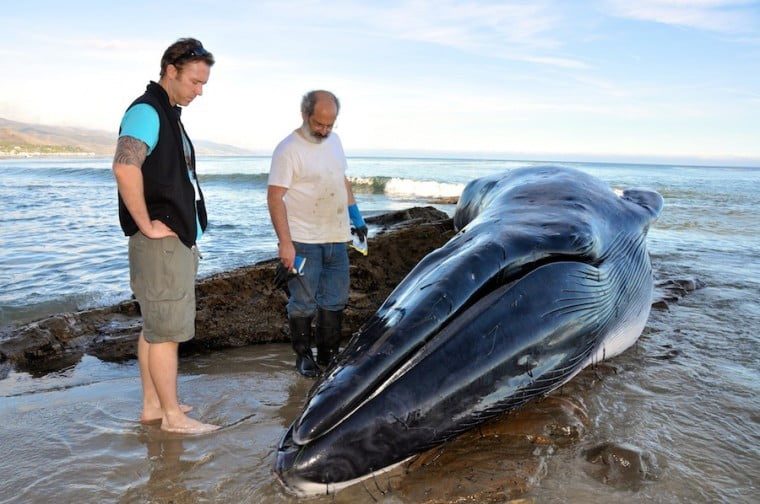 Dead fin whale found at Little Dume Beach