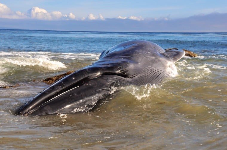 Dead fin whale washes ashore at Little Dume