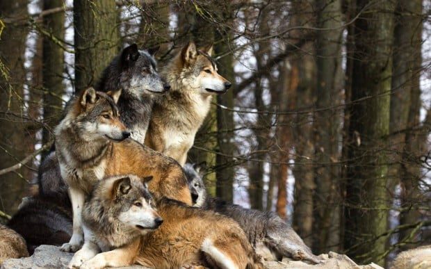 Stop persecuting wolves