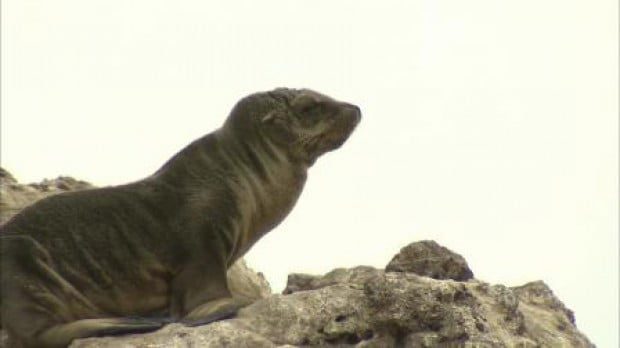 Rescued sea lion dies