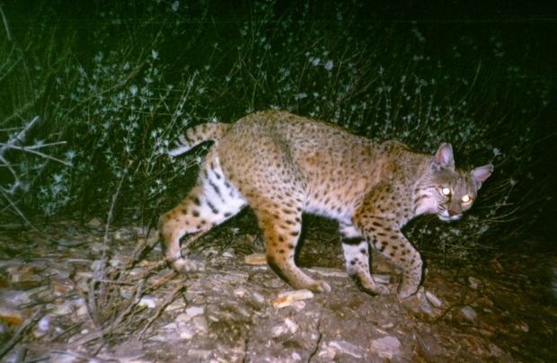 National Parks catches 300th bobcat