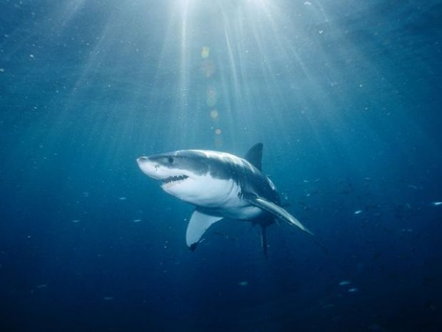 Great white shark could become an endangered species