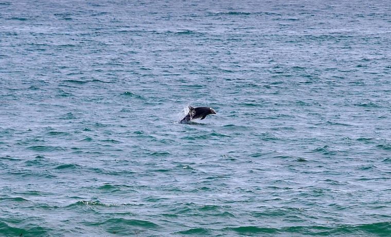 Dolphin sighting at Surfrider
