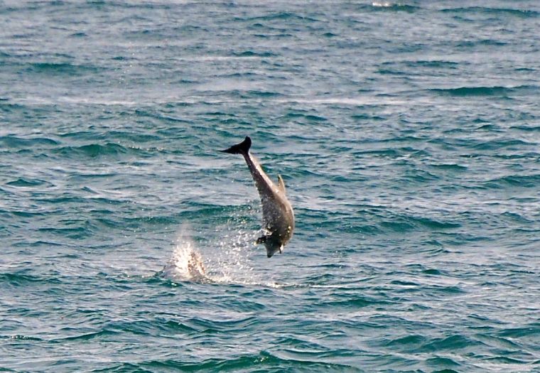 A dolphin dive in Malibu