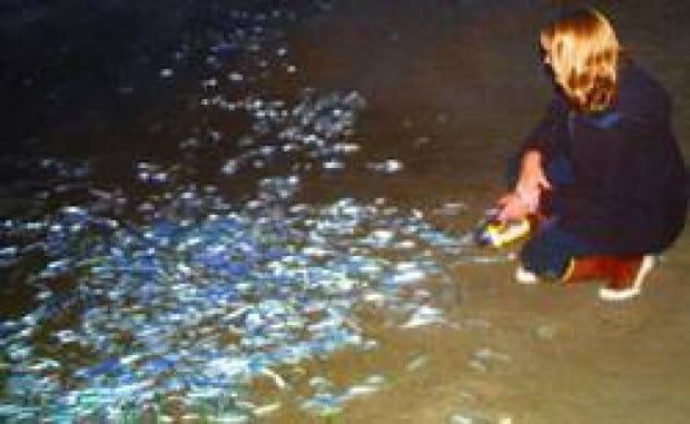 Grunion runs possible between Thursday and Sunday