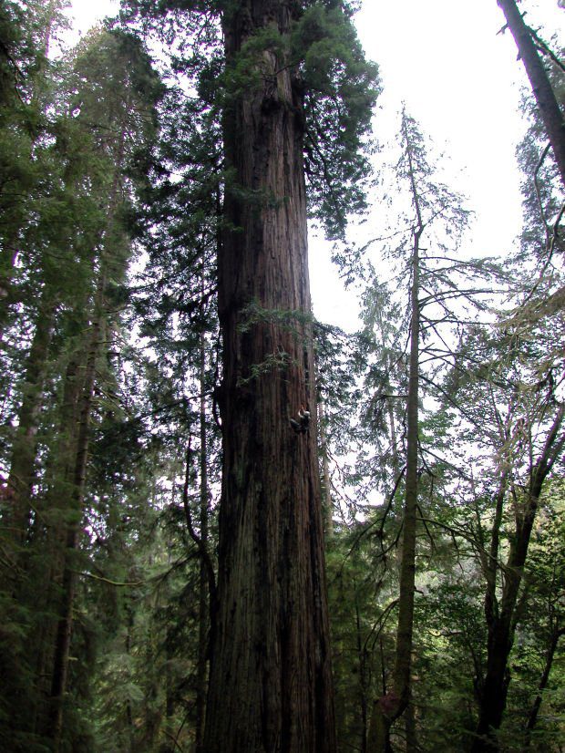 Regal Redwoods rule the coast