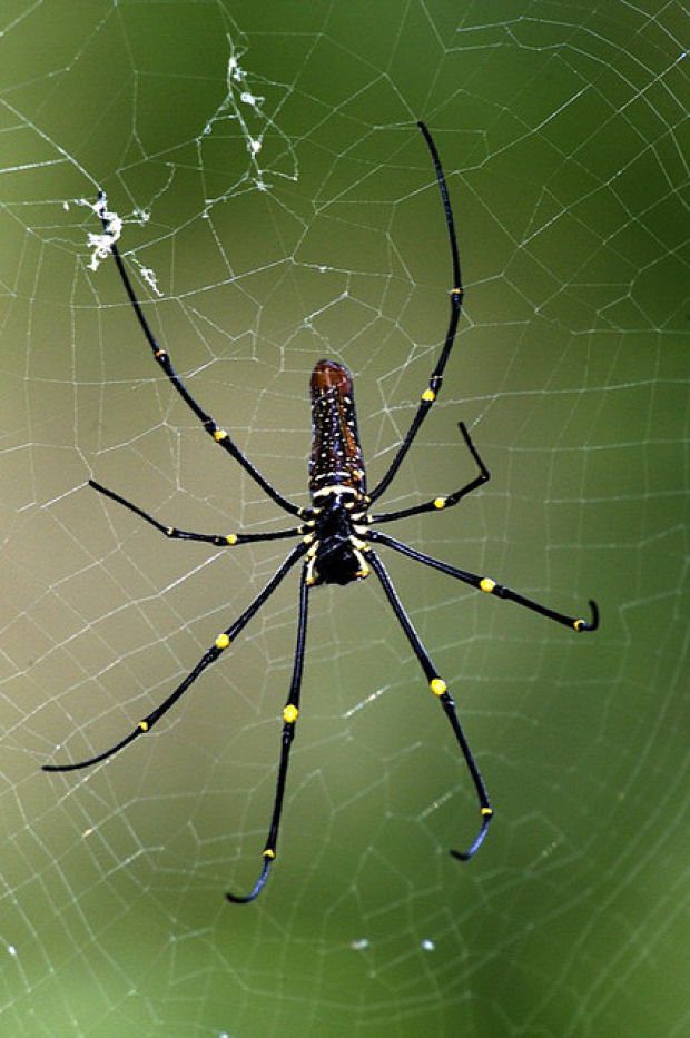 Blog: Worldwide Web of Spiders