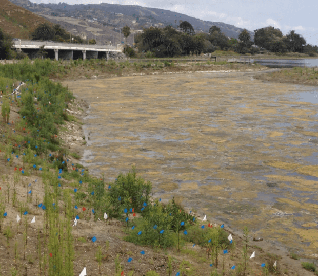 Group organizing Malibu Lagoon weed cleanup