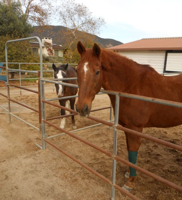 Stray Dogs Attack Horses in Western Malibu