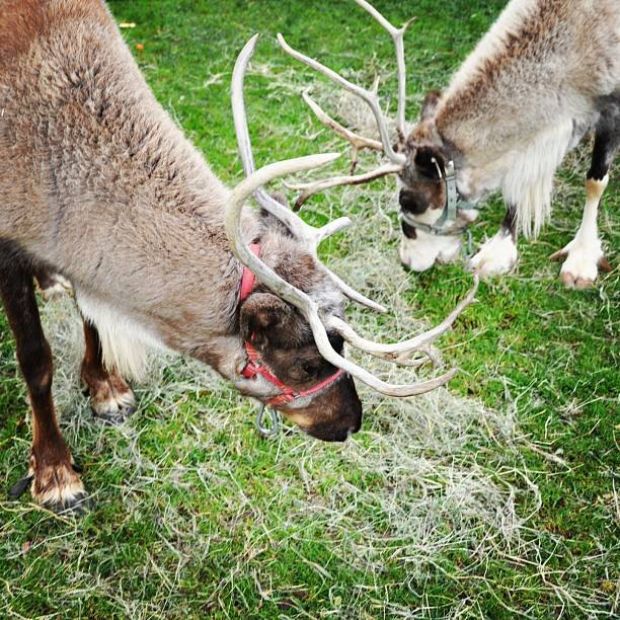 Reindeer coming to Malibu Saturday