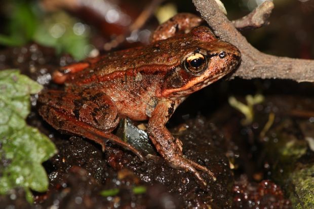 Scientists Will Reintroduce Threatened Frog to Santa Monica Mountains
