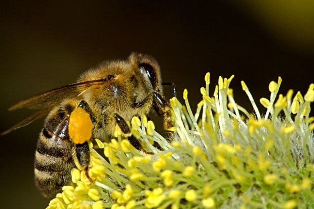 Blog: Honeybees Perishing in Record Numbers