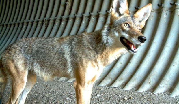 Residents Report Increase in Coyote Sightings