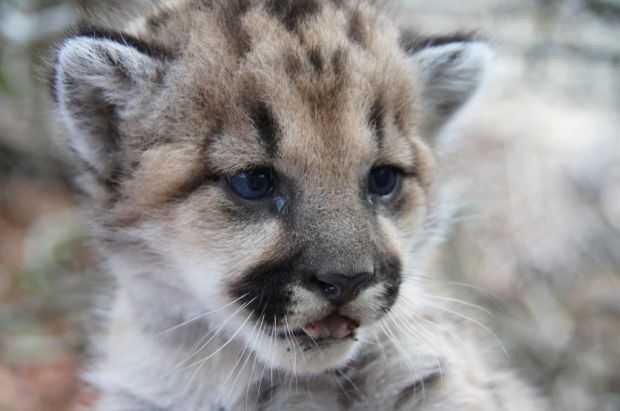 Untagged Mountain Lion Kitten Killed