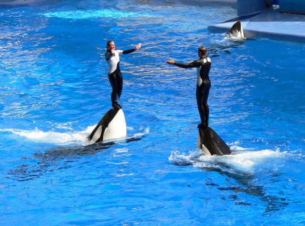 Fifth-Graders to be Honored for SeaWorld Activism