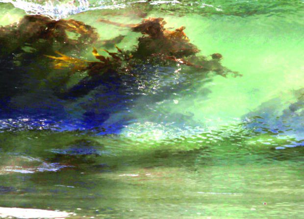 Scientists to Test Malibu Kelp for Radiation