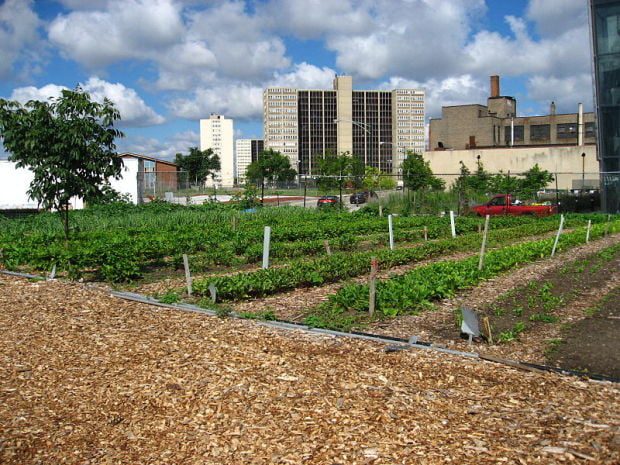 Blog: Inspiring Urban Food Forests and Gardens
