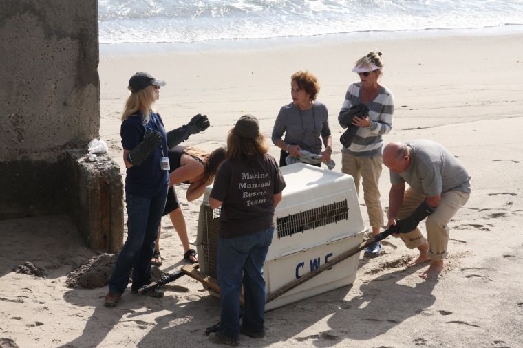 Malibu Residents Help with Animal Rescue
