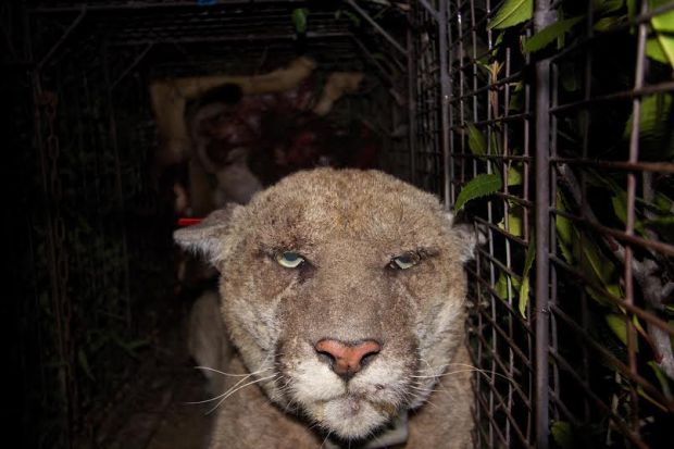 Griffith Park Mountain Lion Poisoned, Likely by Rodenticide