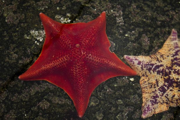 Starfish Dying Off Malibu Coast