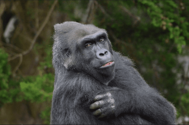 Blog: Gorillas Fight Back Against Loathsome Poachers