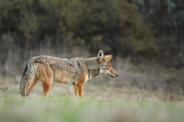Coyote Sightings a New Norm in Malibu