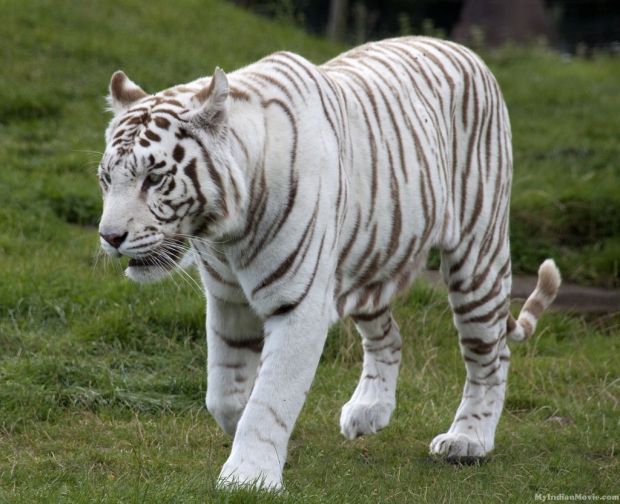 Tiger Sanctuary Proponents Try Once More