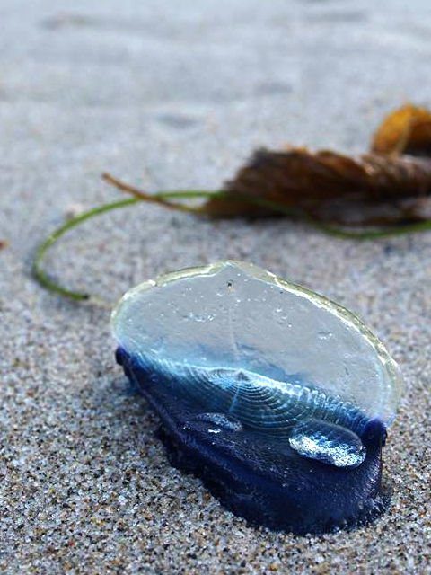 Heal the Bay IDs Mysterious Jellies Along Malibu Coast