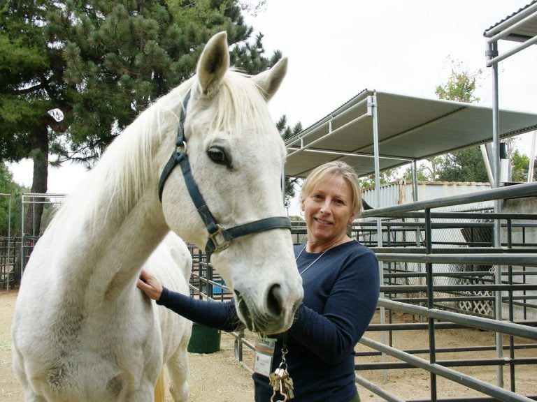 Agoura Shelter to Expand Horse Care