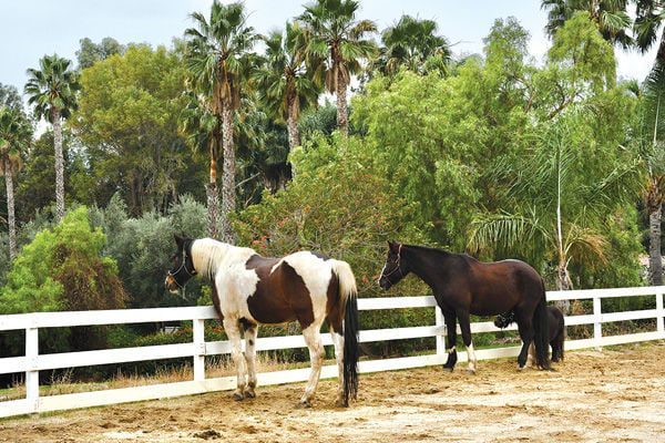 Reins of HOPE: Humans and Horses Healing Together