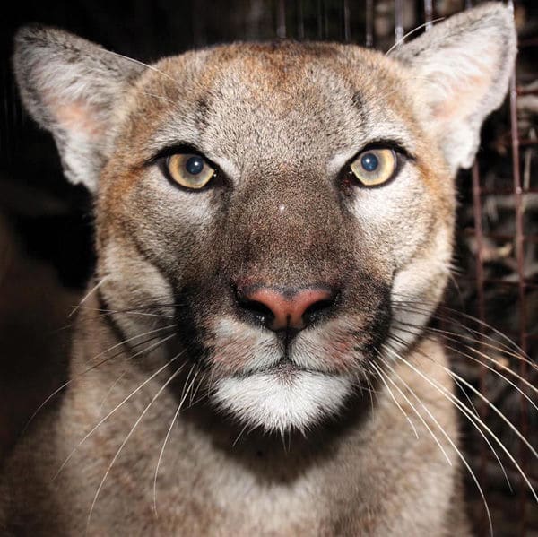 Two Area Mountain Lions Added to NPS Study