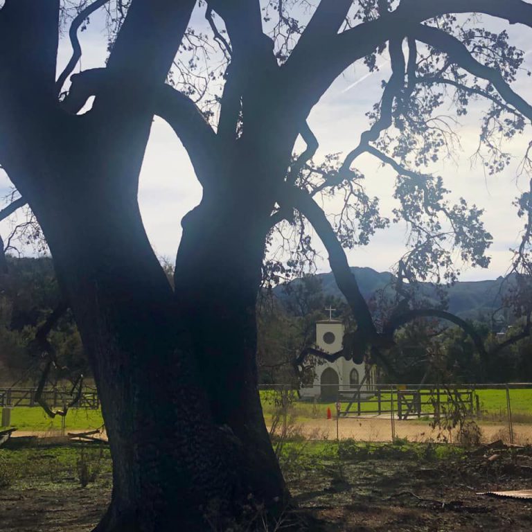Farewell event planned at Paramount Ranch after Woolsey Fire permanently damages ‘Witness Tree’
