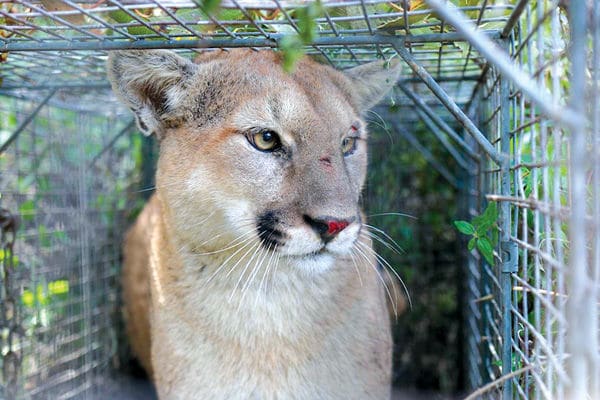 Mountain Lion Shot Dead After Livestock Slayings