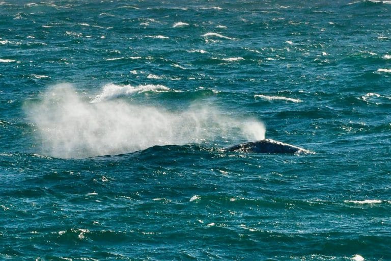 Malibu Residents Whale Watch While Social Distancing