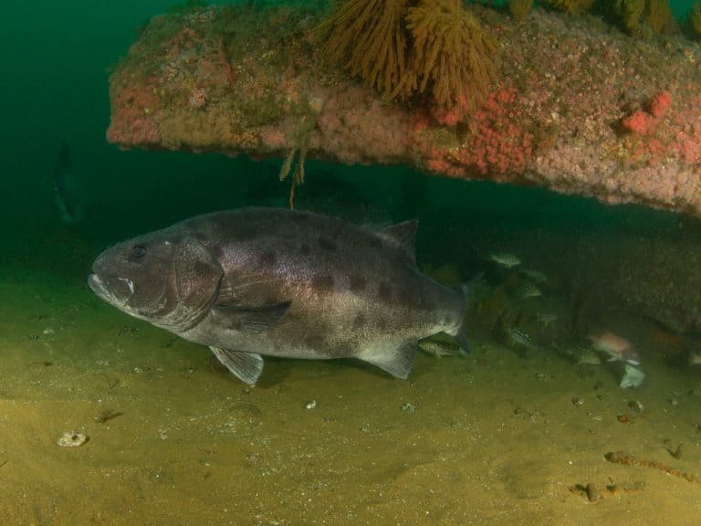 The Spotting Giant Sea Bass Research Project Asks Local Recreational Divers for Help Taking Photos