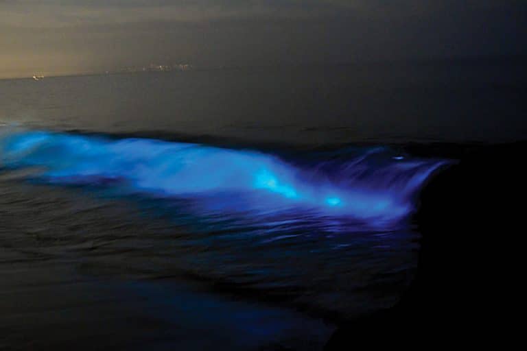 Blues Waves