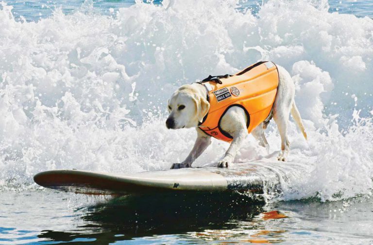 Surfing Dog Haole, Who Worked with Local Nonprofit, Dies