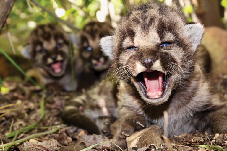 Local Mountain Lion Kittens Bring Hope for Population’s Future