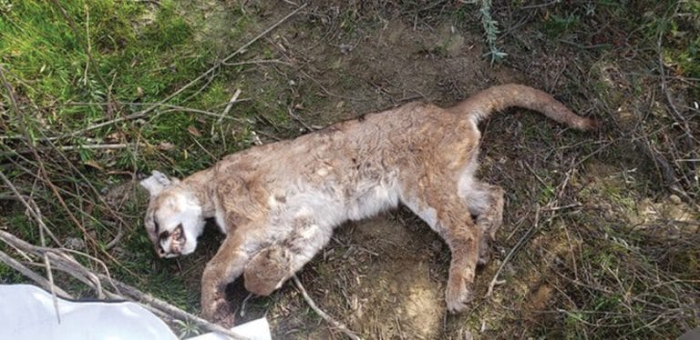 Two More Big Cats Poisoned by Anticoagulant Rodenticide