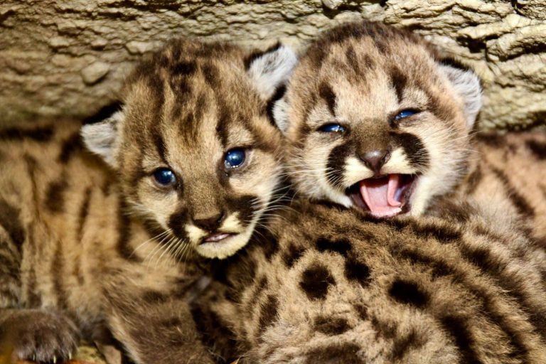 Kittens 1.jpg