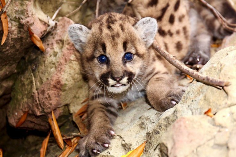’Summer of Kittens’ Ushers in 13 New Mountain Lion Cubs