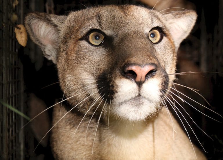 Mountain Lion Abnormalities Signal 99.7% Chance of Extinction in Next 50 Years